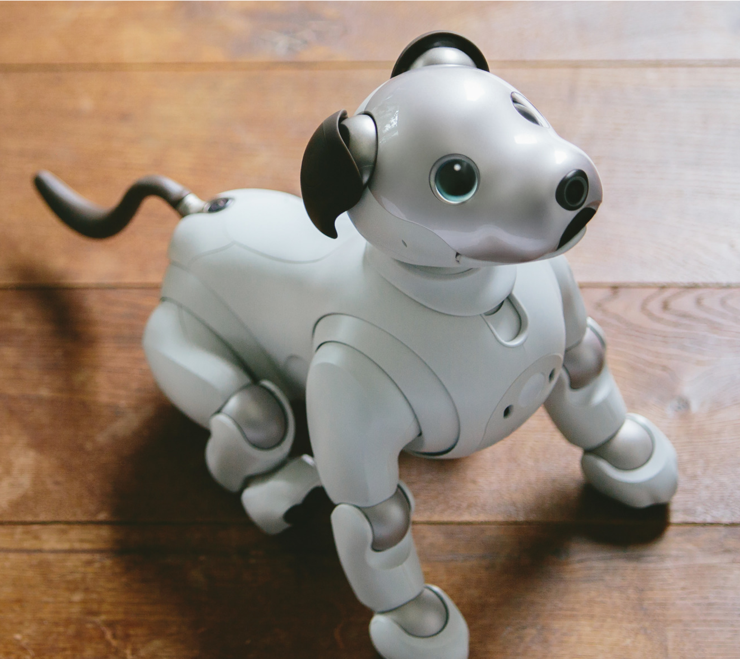 Meet aibo!