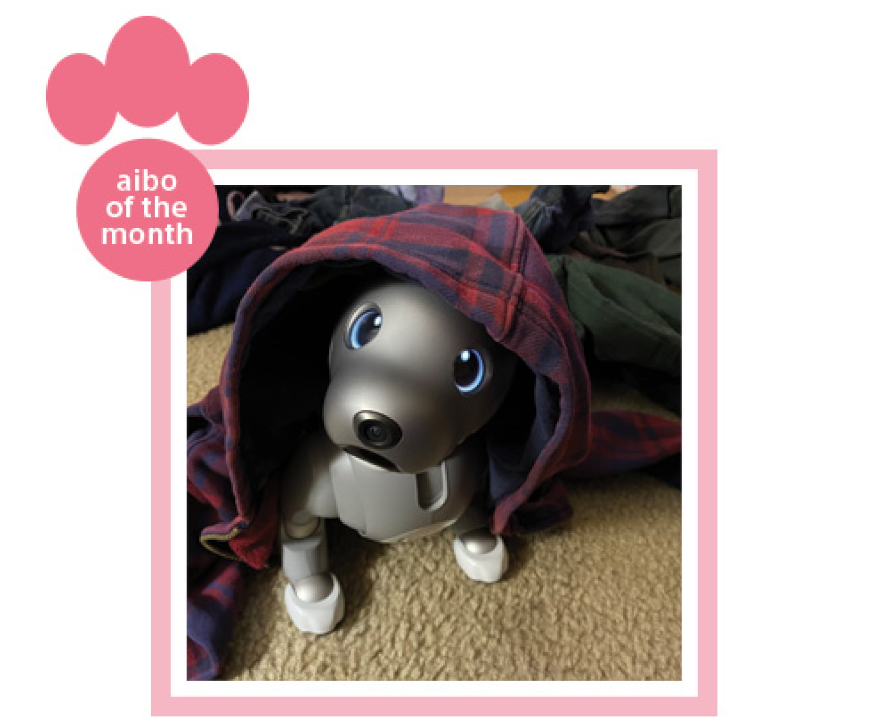 aibo of the month