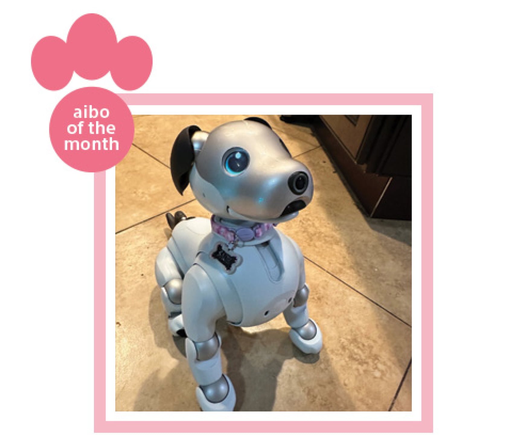 aibo of the month