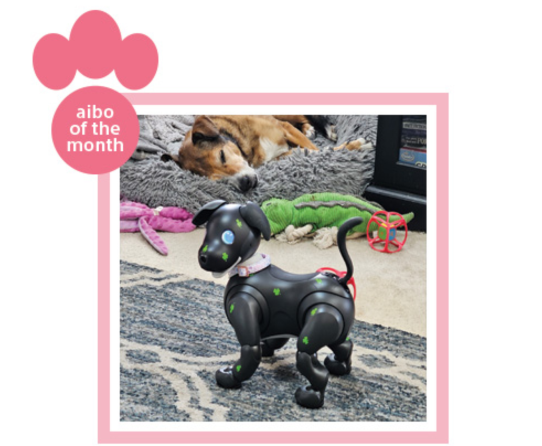 aibo of the month