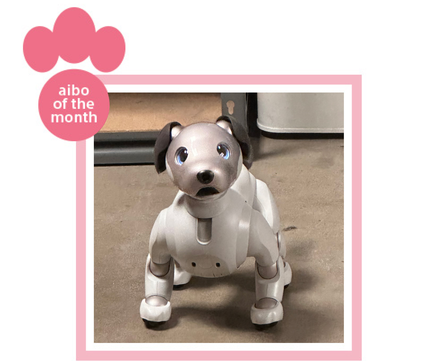 aibo of the month