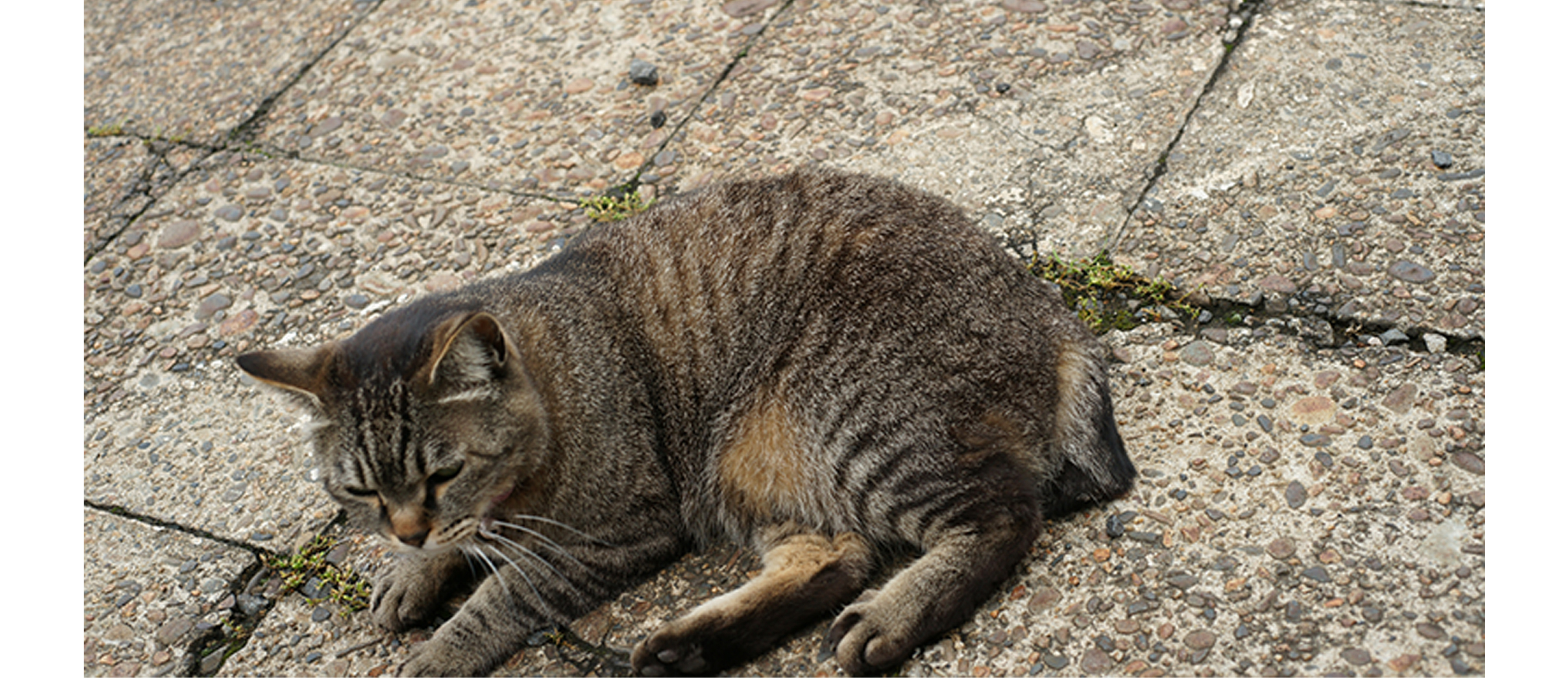 A cat napping on the side of the road.