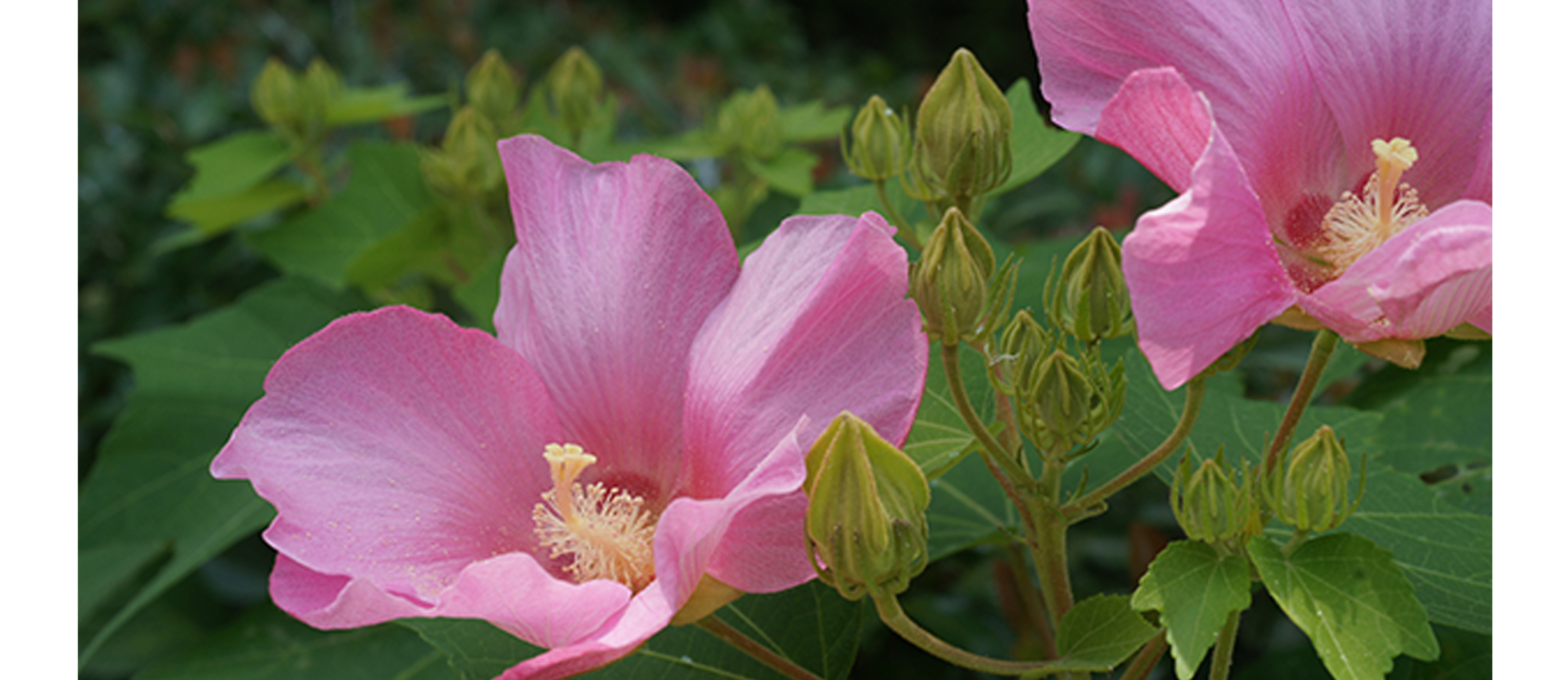 Close-up of pink flowers