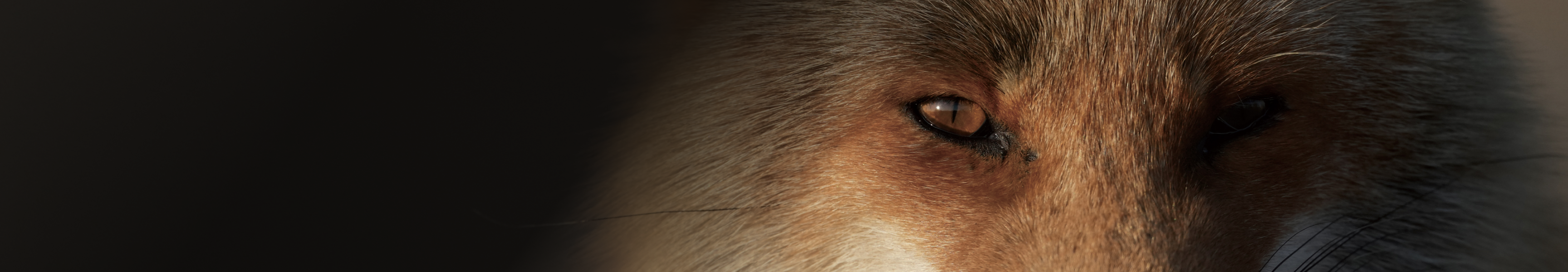 Stunning resolution with beautiful bokeh