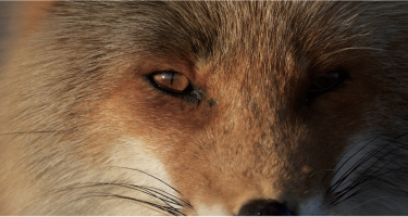 Stunning resolution with beautiful bokeh