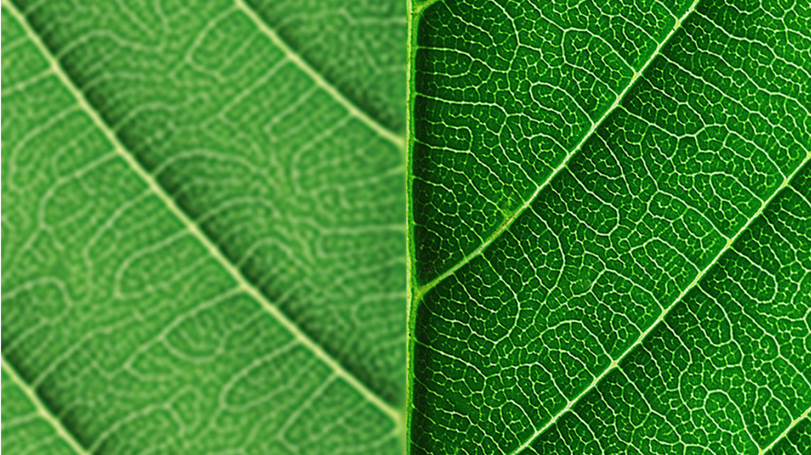 Close-up of a leaf.