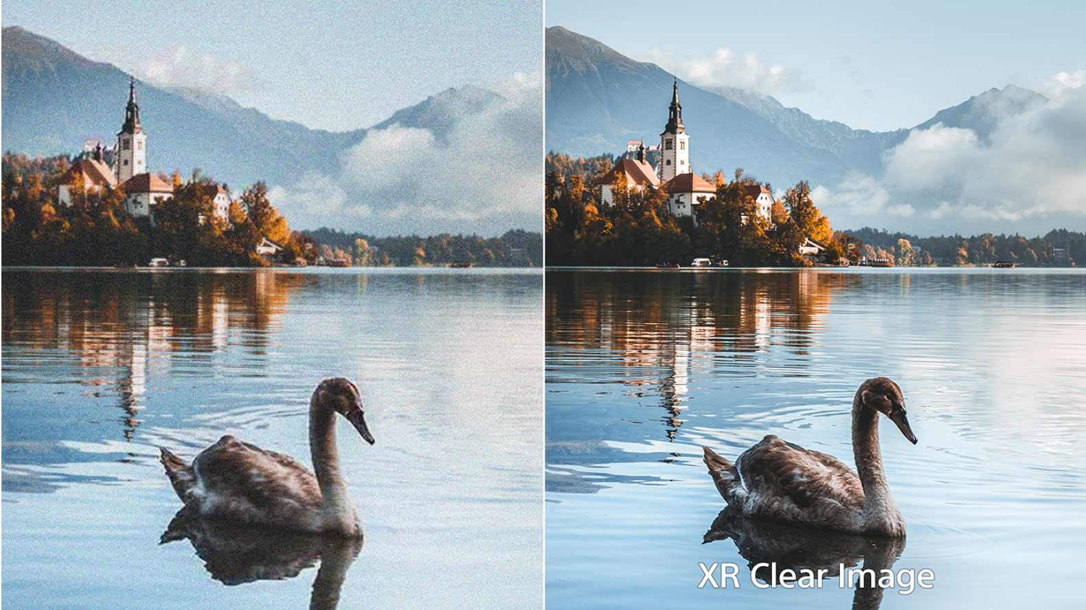 Image of a duck on a pond showing improved clarity with XR Clear Image.